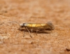 Argyresthia brockeella 1 Copyright: Ben Sale