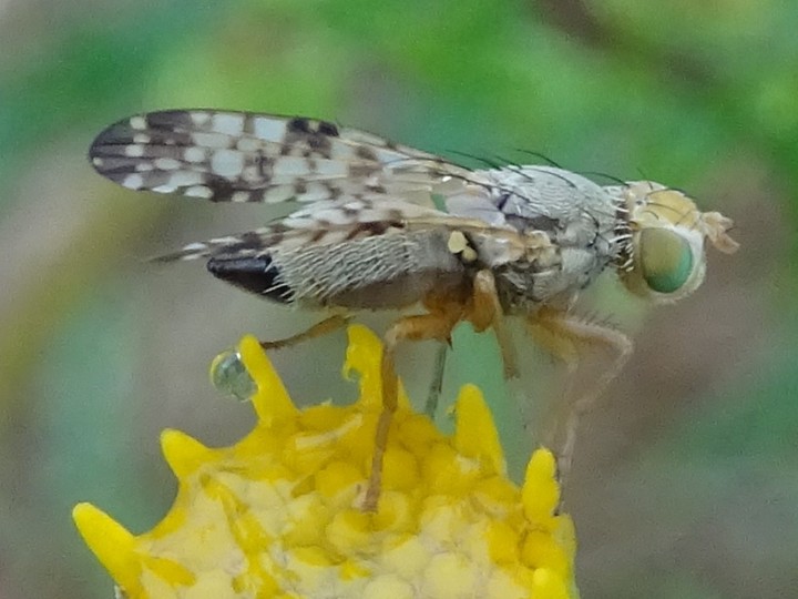 Picture Winged Fly Copyright: Raymond Small