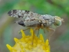 Picture Winged Fly 