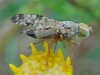 Picture Winged Fly