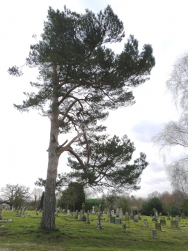 Scots Pine Copyright: Graham Smith