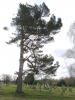 Scots Pine 