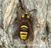 Sesia apiformis  Hornet Moth 3 Copyright: Graham Ekins