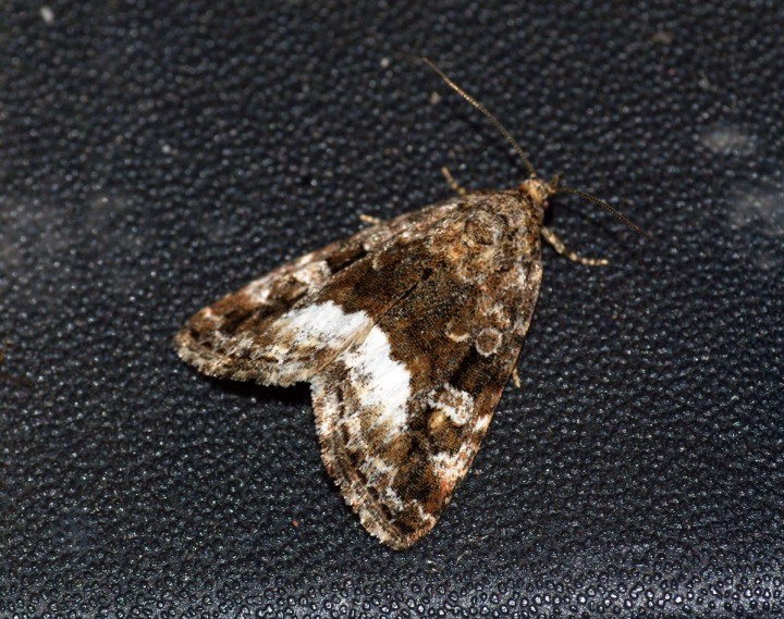 Marbled White Spot 2 Copyright: Ben Sale