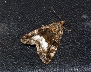 Marbled White Spot 2 Copyright: Ben Sale