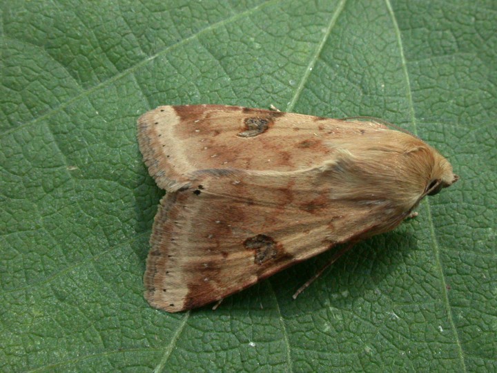 Bordered Straw  Heliothis peltigera   1 Copyright: Graham Ekins