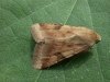 Bordered Straw  Heliothis peltigera   1 Copyright: Graham Ekins