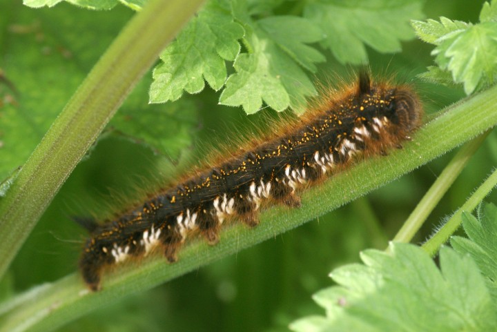 Drinker caterpillar Copyright: Ben Sale