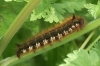 Drinker caterpillar 