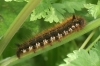 Drinker caterpillar