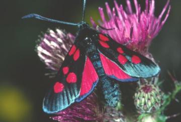 Zygaena lonicerae