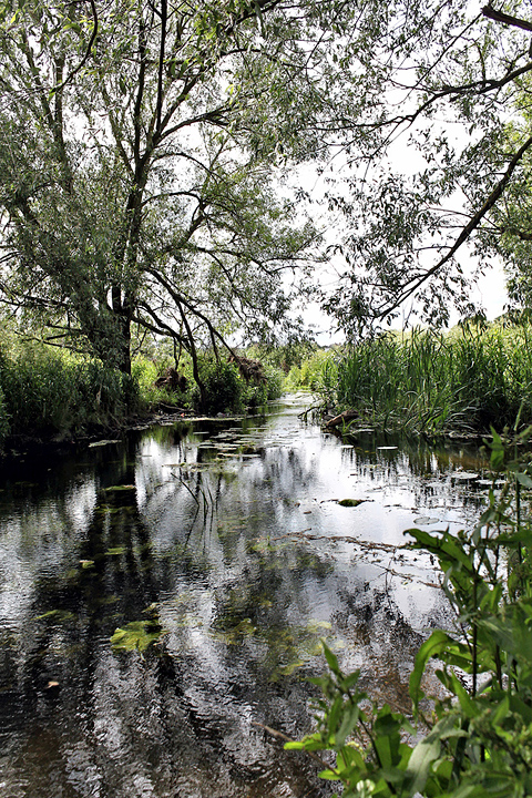 The River Roding - 3 (20 May 2011) Copyright: Leslie Butler