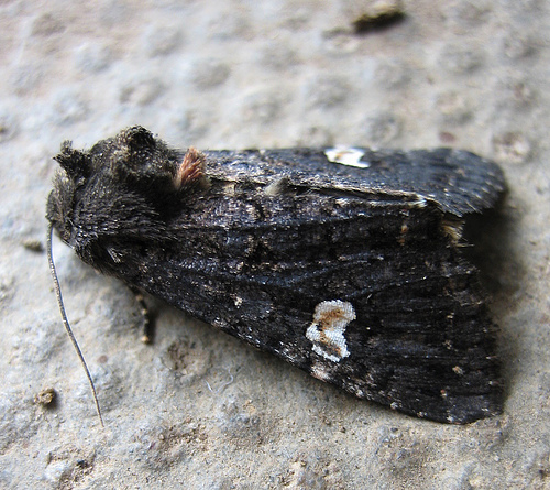 Dot Moth. Copyright: Stephen Rolls