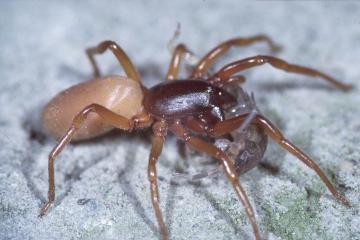 Dysdera crocata Copyright: Peter Harvey