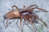 Dysdera crocata