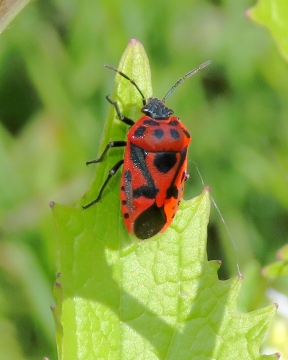 Eurydema ornata Copyright: Chris Gibson