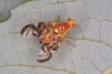 Euleia heraclei 