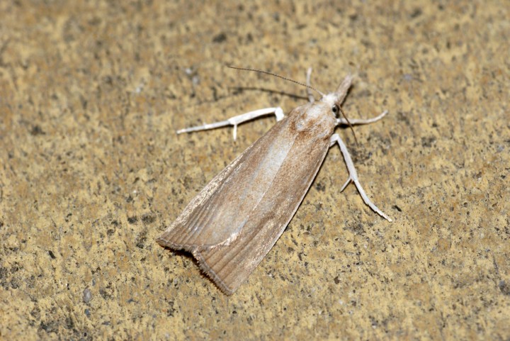 Calamotropha paludella Copyright: Ben Sale