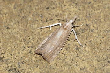 Calamotropha paludella Copyright: Ben Sale