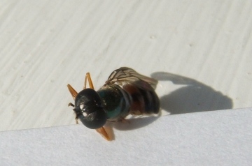 Head of Sargus bipunctatus Copyright: Peter Pearson