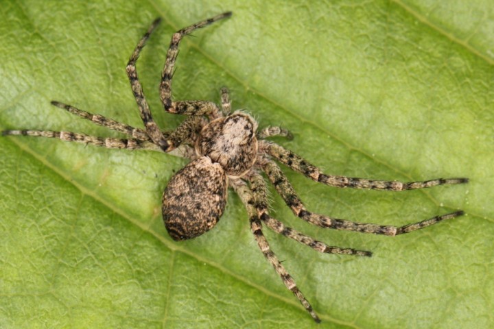 Philodromus buxi female2 Copyright: Peter Harvey