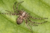 Philodromus buxi female2 Copyright: Peter Harvey