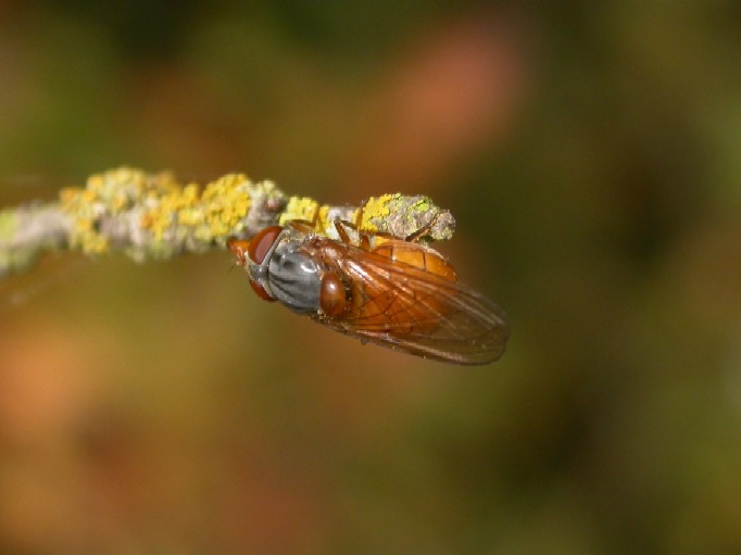 Rhingia campestris wtcp Copyright: Malcolm Riddler