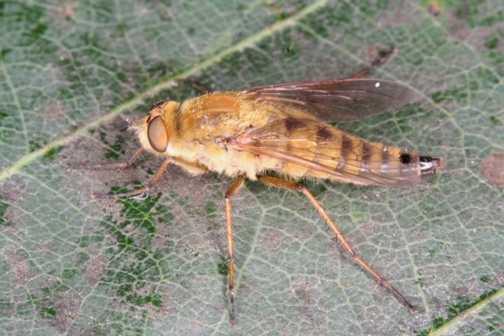 Thereva nobilitata female Copyright: Peter Harvey