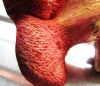 Rubinoboletus rubinus - decurrent pores 
