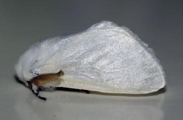 White Satin Moth 2 Copyright: Ben Sale