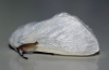 White Satin Moth 2 Copyright: Ben Sale