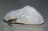 White Satin Moth 2