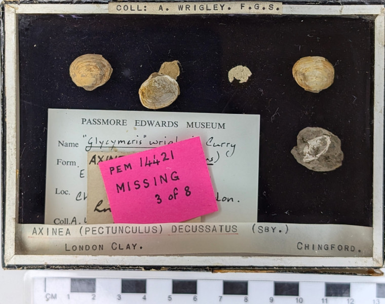 Chingford London Clay Fossils Axinea decussatus Copyright: Arthur Wrigley Collection