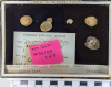 Chingford London Clay Fossils Axinea decussatus  