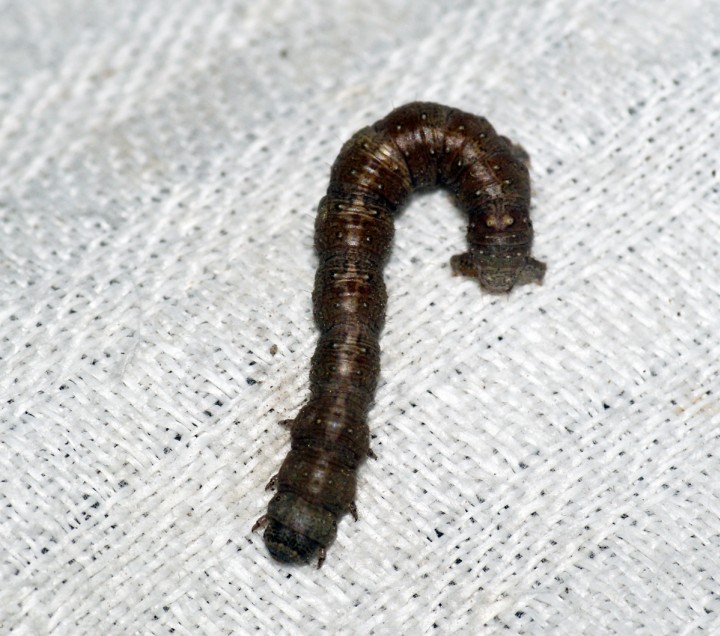 Feathered Thorn caterpillar Copyright: Ben Sale