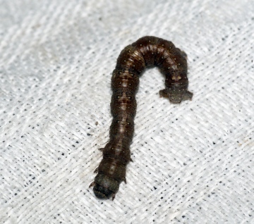 Feathered Thorn caterpillar Copyright: Ben Sale