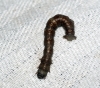 Feathered Thorn caterpillar Copyright: Ben Sale