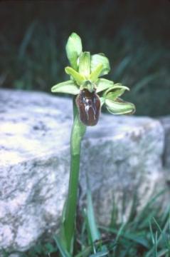 Ophrys sphegodes Copyright: Peter Harvey