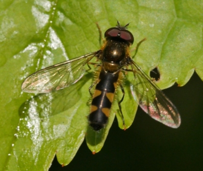 Meligramma trianguliferum Copyright: Roger Payne