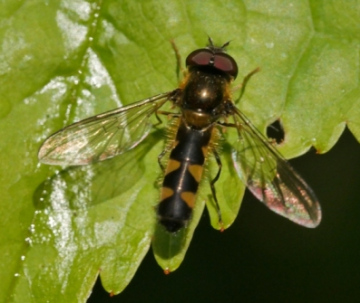 Meligramma trianguliferum Copyright: Roger Payne