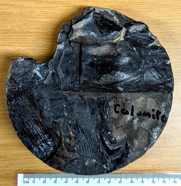 Bore Hole Core Carboniferous Fossiliferous Copyright: William George