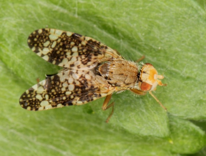 Oxyna parietina Copyright: Peter Harvey