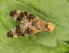 Oxyna parietina