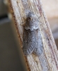 Tortricodes alternella 2 Copyright: Stephen Rolls