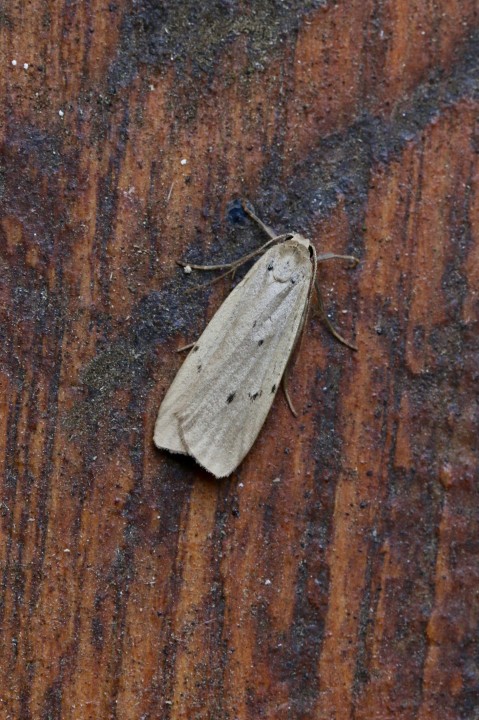 Dotted Footman Copyright: Simon Wood