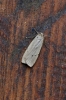 Dotted Footman Copyright: Simon Wood