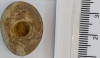 Bourgueticrinus ellipticus crinoid calyx flint mould 4809 scale