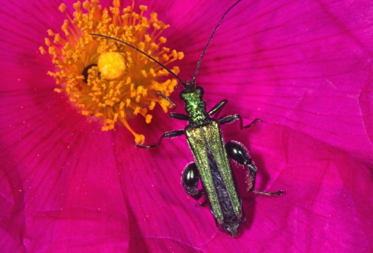 Oedemera nobilis Copyright: Peter Harvey