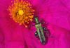 Oedemera nobilis Copyright: Peter Harvey