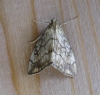 Evergestis pallidata